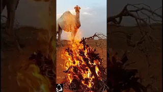 فكرت والمكتوب مافيه حيله دندنها