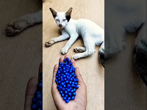 Cat ASMR ๐บ Reverse Beads Satisfying Fun #shorts #cat #beads #asmr #satisfyingasmr
