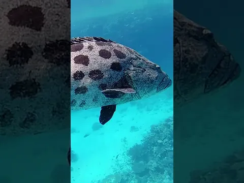 Diving the continental shelf #shorts