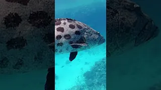 Diving the continental shelf #shorts