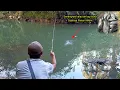 Download Lagu GACOR!! MANCING NILEM SAAT SUNGAI SURUT IKANNYA LAHAP