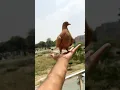 Download Lagu Pigeon videos #kabutarbazi #pigeon #bird #pigeons #kabotarbazi #shorts #ajpets #kabutar #love