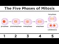 Mitosis How One Cell Becomes Two