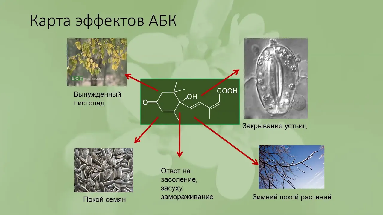 Гормональная регуляция у растений. Лабунская Е.А. (серия понедельник) 4