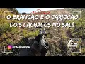 O Brancão e o Cariocão – Dois Cachaços no Sal! Controle de Javali com Cachorros.