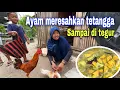 Download Lagu DI TEGUR TETANGGA GEGARA AYAM JANTAN⁉️ DI SAYUR GULAI KAMPUNG