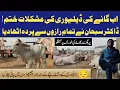 Cow Breeding Secrets Perfect Diet Care Protocol