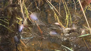 Primitive technology fishing in the field