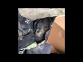 Unboxing Craigslist Paintball Box