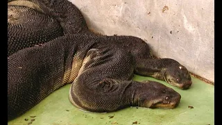 nyoka wa maajabu wananchi wampa zawadi wabarikiwe waliompiga wamekufa wote