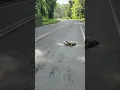 What a Sloth Crossing a Road looks like