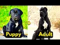 15 Mastiff Dog Breeds From PUPPY to ADULT