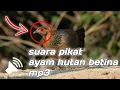 Download Lagu 🔴Suara pikat ayam hutan betina
