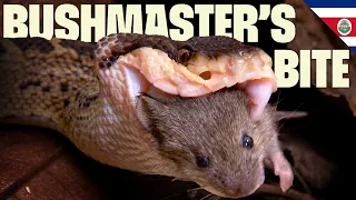 Venomous Giants in Costa Rica | Ten Deadliest Snakes with Nigel Marven | @UltimateNatureDocs
