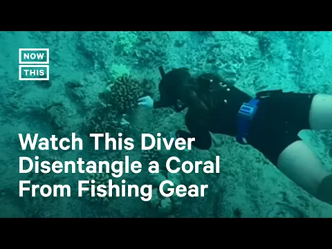 BFFs Disentangle Coral Reefs in the Name of Sustainable Fishing