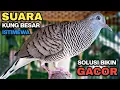 Lagu Perkutut Lokal Gacor Suara Kung Besar Pancingan Burung Perkutut Agar Bunyi.
