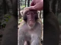 Download Lagu This Monkey Just Outsmarted Everyone! 🐒💡