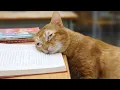 Lagu I Wanted a Cat, But God Gave Me a Comedian! 🤣 Funny Animals Life