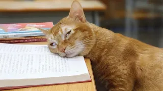 I Wanted a Cat, But God Gave Me a Comedian! 🤣 Funny Animals Life