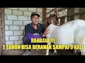 Download Lagu TIPS DALAM 2 TAHUN KAMBING BISA BERANAK SAMPAI 3 KALI