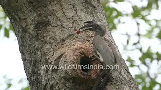 Grey Hornbill 'Lamdour' feeds chicks at Lodhi Garden, with unsolicited help from Pied Hornbill