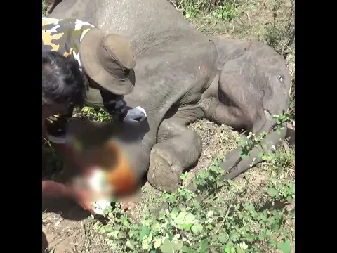 Giving medicine to a baby elephant whose leg was injured by a cable #elephant