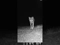 Download Lagu Italian wolf takes a close look at the trail camera - Lupo da vicino