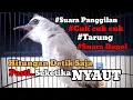 Lagu trucukan gacor TARUNG ROPEL PANJANG pancingan trucukan agar bunyi jadikan burung trucuk gacor NYAUT
