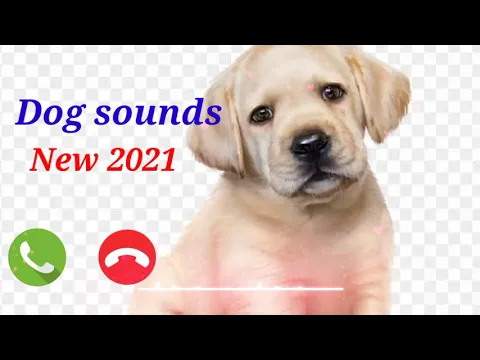 Download MP3 DOG new ringtone sound ||  New ringtone 2021