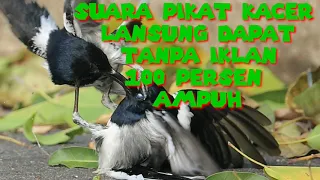 Download SUARA PIKAT KACER TANPA ZONG TANPA IKLAN PASTI DAPAT BANYAK MP3