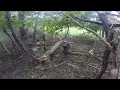 Almost Heaven Kennels Training Bailey Pheasant Track
