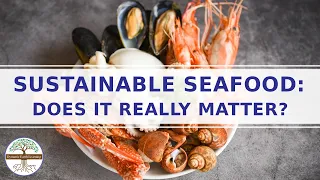 Download Sustainable Seafood Movement - Is Sustainable Seafood Important - Ocean Conservation  Overharvesting MP3