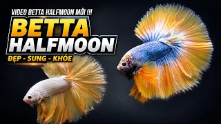 Video Betta Halfmoon Mới | New Betta Halfmoon | Betta Sales