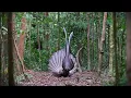 Download Lagu BURUNG KUAU RAJA HUTAN  TEREKAM CAMERA PENARIAN YANG SANGAT INDAH
