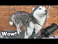 Professional Results at Home With THIS Dog Blower Dryer