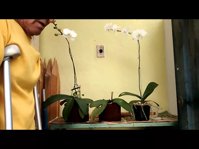 COMO CUIDAR DE ORQUÍDEAS CONHECENDO AS