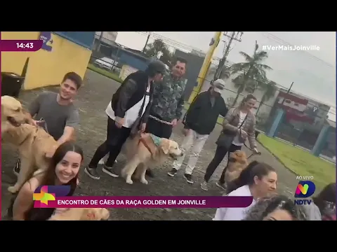 Encontro de cães da raça Golden em Joinville