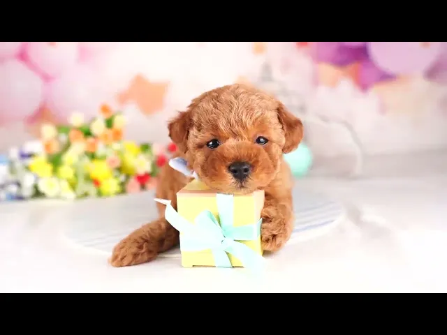 動画