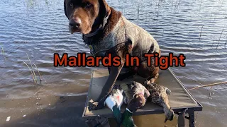 Public CA Mallards On The Refuge
