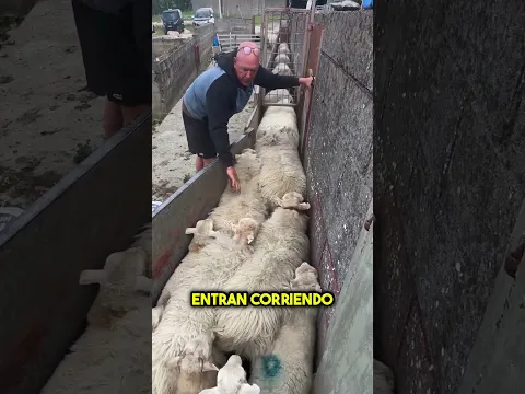 Un Solo Error Podría Costarle el Trabajo 😱 #shorts