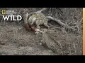 Download Hyena and Leopard Share a Meal—Before a Surprise Upsets Truce | Nat Geo Wild mp4 3gp mp3 videos - waplic
