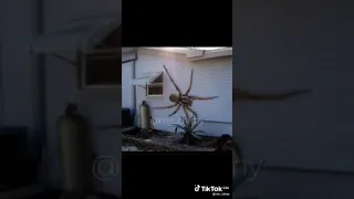 موسم العناكب في استراليا 