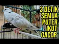 Download Lagu MASTERAN PUTER PELUNG GACOR COCOK BUAT MASTERING AGAR PUTER ANDA CEPAT GACOR, SILAHKAN DICOBA !!!