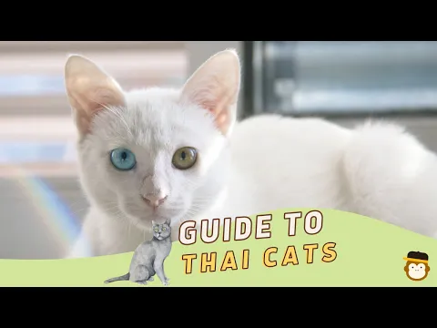著名的暹罗猫🐈