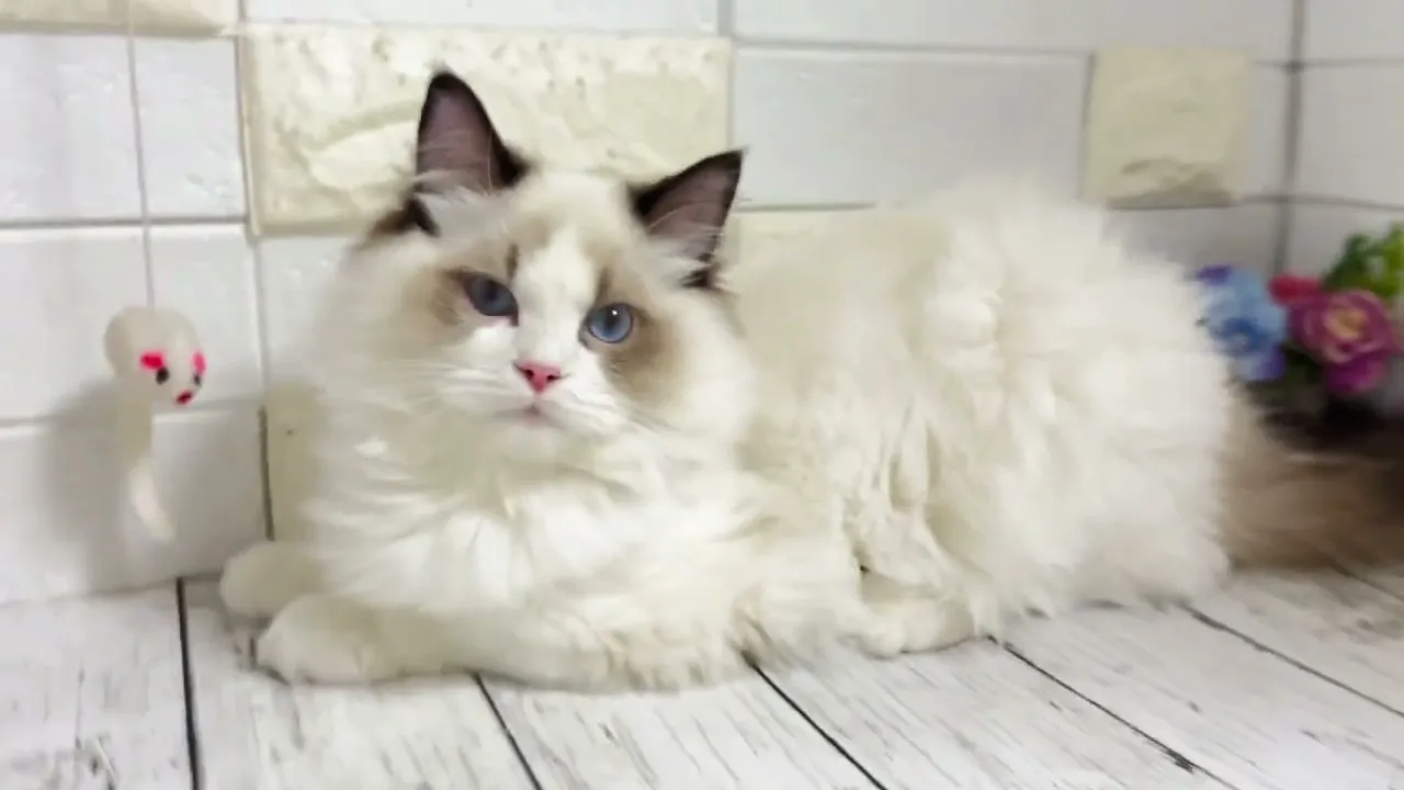 動画