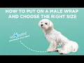 How to Put on a Male Wrap and Choose the Right Size Paw Inspired Disposable Belly Bands
