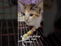 Download Lagu Kucing Belang Tiga Diinfus dan Mengeong, Bikin Ikut Sedih 😥#shorts #kucing