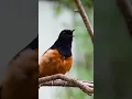 Download Lagu Suara terbaik di hutan: Murai Ekor Putih! #pengamatanburung #satwaliar #burung