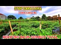 Download Lagu ‼️STOP CARA LAMA ‼️MENGOBATI KRITING DAUN PADA TANAMAN CABE