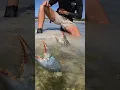 Download Lagu GIANT MUDCRAB! Barehanded Catch